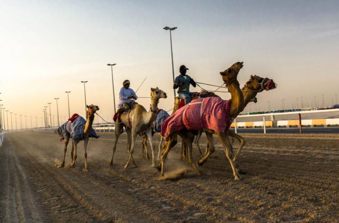 Чем заняться в Дубае в ноябре - верблюжьи бега