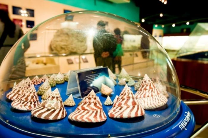 Пхукет, Phuket Seashell Museum Пхукет, Phuket Seashell Museum