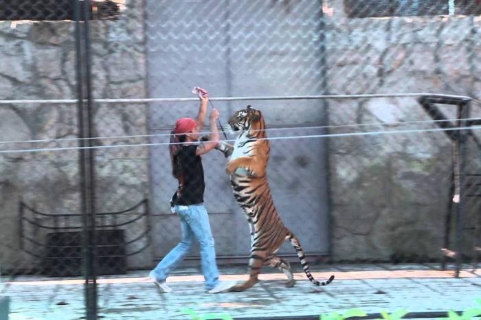 Таиланд Самуи Samui Aquarium & Tiger Zoo Таиланд Самуи Samui Aquarium & Tiger Zoo