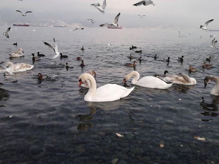 Черное море