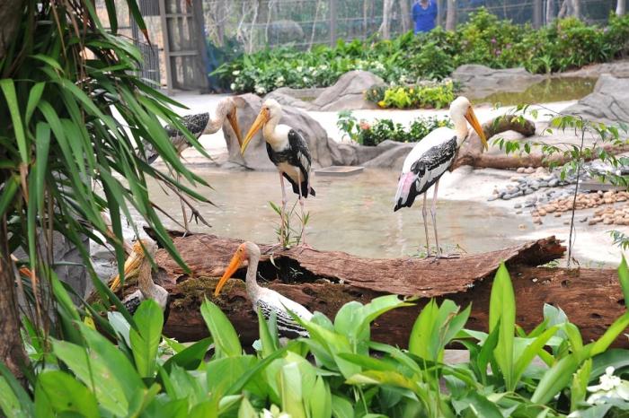 Vinpearl Safari Phu Quoc.Фукуок.Дети
