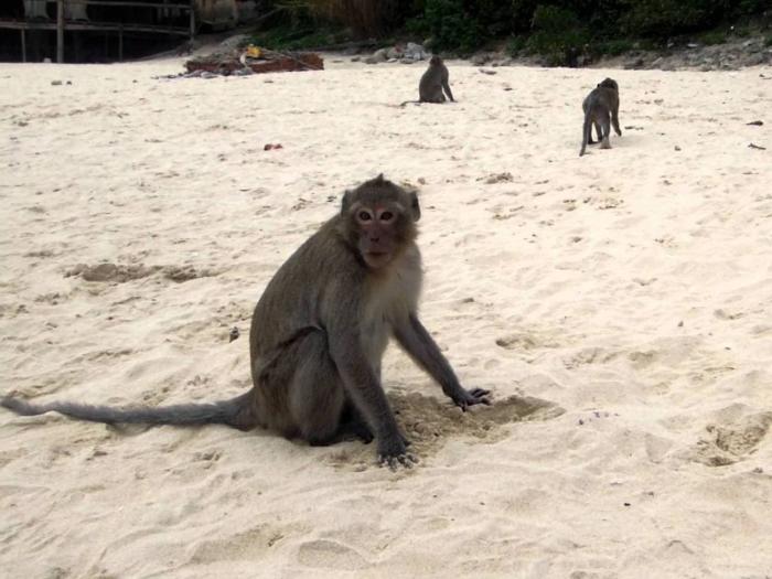 Вьетнам Нячанг Monkey Island