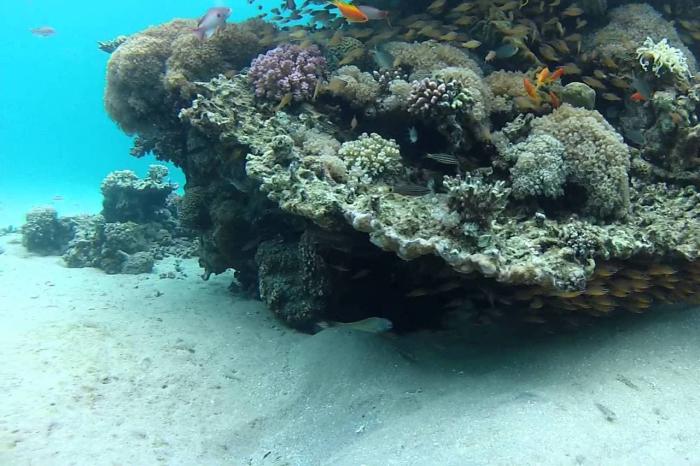 Таба, подводный мир