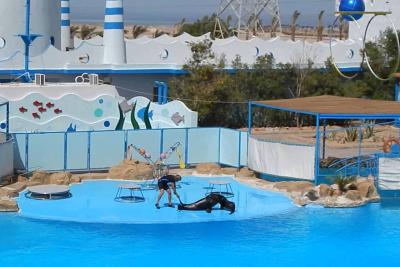 Где лучше отдохнуть с ребенком, Дельфинарий в Хургаде