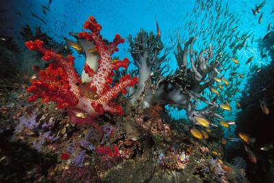 Шарм-эль-Шейх, Подводный мир Красного моря