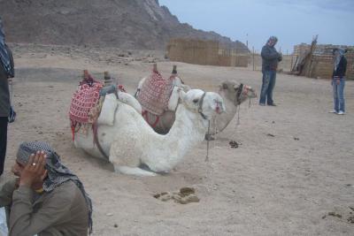 Хургада, В деревне бедуинов