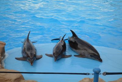 Отдых с детьми, Дельфинарий
