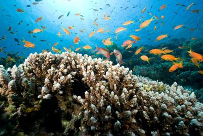 Эль-Гуна, Красное море в Эль-Гуне