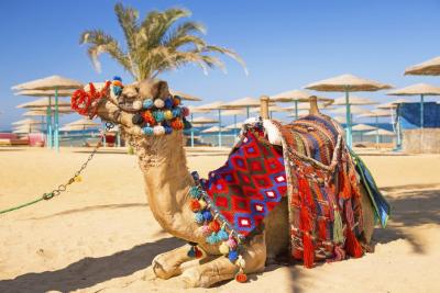Хургада, Верблюд на пляже Хургады
