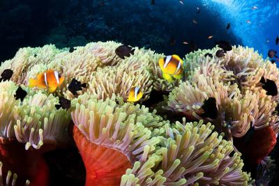 Сафага, Коралловый риф в Сафаге