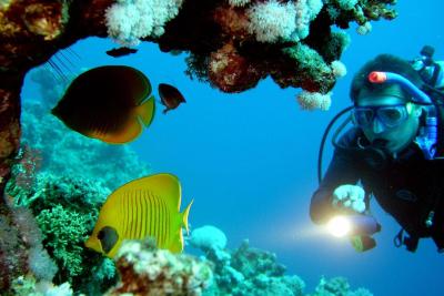 Хургада, Дайвинг в Хургаде